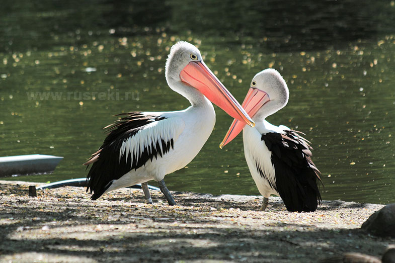Пеликаны. Астраханский заповедник, дельта Волги