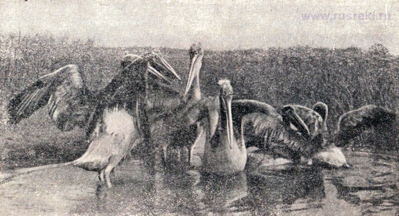 Пеликаны в Астраханском заповеднике, фото 1950-х годов. Речной круиз Москва - Астрахань.